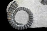 Pair of Devonian Anetoceras Ammonoids - Morocco #68775-2